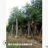 低价供应绿化苗木蓝洋楹花木农户自家花场直销宠物及园艺园林