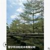 低价供应绿化苗木锦叶榄仁花木农户自家花场直销宠物及园艺园林