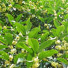 低价供应绿化苗木桂花树花木农户自家花场直销宠物及园艺园林