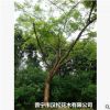 低价供应绿化苗木印度紫檀花木农户自家花场直销宠物及园艺园林