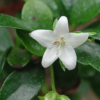 供应绿篱球形绿化苗木福建茶农户自家花场种植直销宠物及园艺林