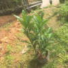 低价供应绿化苗木非洲茉莉花木农户自家花场直销宠物及园艺园林