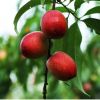 金秋红蜜桃树苗商品性好量大优惠桃树苗可当年种植产量高桃树苗