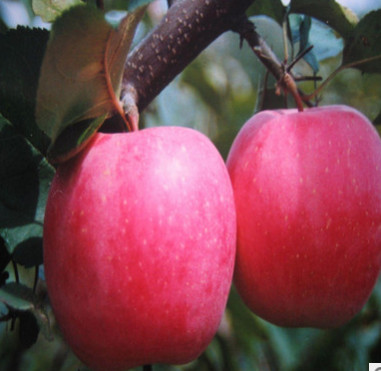 现货批发红富士苹果苗 质优价廉红富士苹果苗 品种优等价格便宜