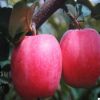 现货批发红富士苹果苗 质优价廉红富士苹果苗 品种优等价格便宜