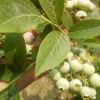 蓝莓苗可南北方种植优质蓝莓苗山东基地直销量大优惠果甜蓝莓苗