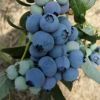 蓝莓苗量大优惠基地直销蓝莓苗香甜可口发货及时成活率高蓝莓苗