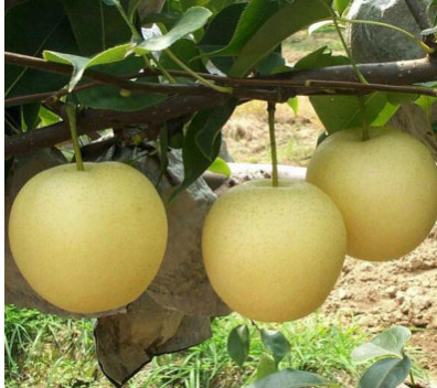 常年销售早酥红梨苗 黄金梨苗价格 直销优质黄冠梨苗 品种齐全