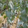 常年大量销售优质葡萄苗 成活率高庭院葡萄树苗 品种齐全葡萄苗