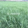花叶芦竹 H80-100 P30