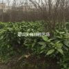桃叶珊瑚毛球