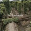 精品金边黄杨 柱子 金边黄杨球 金边黄杨篱笆苗