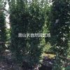 大叶黄杨篱笆苗H100-200