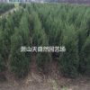 蜀桧 H30-200 萧山苗木