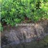 杜鹃 毛娟萧山苗木