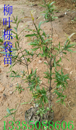 柳叶栎袋苗 柳叶栎苗 柳叶栎种子图2