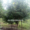 红叶石楠树新价格/红叶石楠树