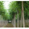河南河南青桐*新报价/河南青桐图片