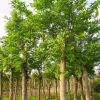 江苏苏州榉树供应苗圃直接上货 60000棵