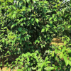 1.5-3米丛生女贞