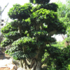 大量低价供应绿化苗木小叶榕造型自家苗场种植销售宠物及园艺园林