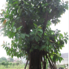 低价大量供应绿化苗木像胶榕农户自家花场种植直销宠物及园艺园林