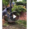 低价供应绿化苗木富贵榕花木农户自家花场直销宠物及园艺园林