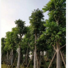 大量低价供应绿化苗木仁面子仁妙自家苗场种植销售宠物及园艺园林