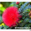 低价大量供应自家花场直销绿化苗木优质美洲合欢宠物及园艺园林