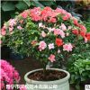 低价大量供应自家花场直销绿化苗木优质茶花宠物及园艺园林