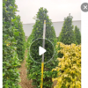 低价供应绿化苗木火山榕花木农户自家花场直销宠物及园艺园林