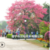 低价供应绿化苗木美丽异木棉花木农户自家花场直销宠物及园艺园林