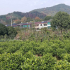 低价供应绿化苗木含笑球花木农户自家花场直销宠物及园艺园林