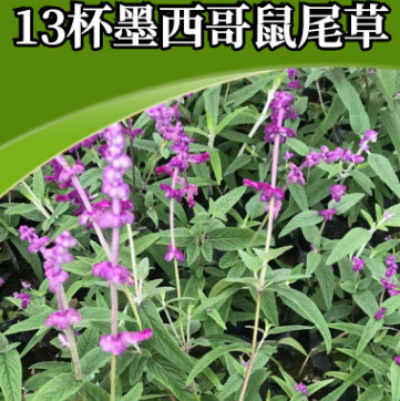 13杯墨西哥鼠尾草 芳香花卉香草阳台庭院可用 花海景观花种鼠尾草