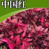 家庭园艺观花绿化护坡苗木 绿化观赏花卉 时令花卉中国红批发