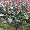 产地直供工程绿化苗 16杯红叶石楠小苗 庭院种植石楠球 红叶石楠
