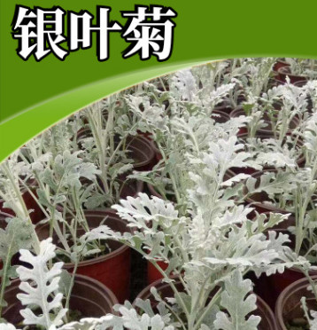 园林绿化用多年生草本银叶菊苗苗圃直销基地耐寒银叶菊苗批发