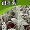 园林绿化用多年生草本银叶菊苗苗圃直销基地耐寒银叶菊苗批发