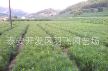 直销 盆栽造型油松树苗 大小规格油松树苗 景观绿化油松树苗图2