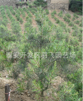直销 盆栽造型油松树苗 大小规格油松树苗 景观绿化油松树苗图3