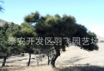 直销 盆栽造型油松树苗 大小规格油松树苗 景观绿化油松树苗图1