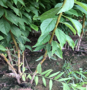 果树苗批发 风味皇后 青脆李 适合盆栽的李子苗 当年结果易成活图2