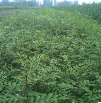 全国热卖花椒苗 优质大红袍花椒苗 保证成活率九叶青花椒苗 价低图2