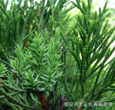 大量销售绿化用各规格　龙柏苗量大从优成活率高图3