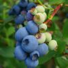 山东基地直销多种品种蓝莓苗 易成活 莱克西 都克 公爵蓝莓苗