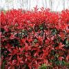 红叶石楠 H40-50 萧山苗木