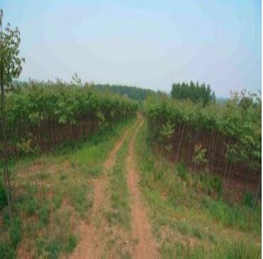 栾树（3公分黄栾 7元/棵）