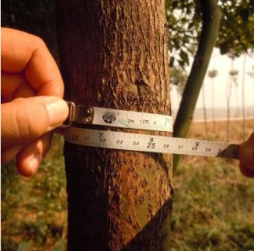 8公分精品香樟小苗