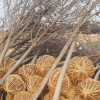 低价供应南京白玉兰基地白玉兰