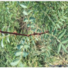 山西花椒苗秋季价格咨询=秋季种植花椒苗价格